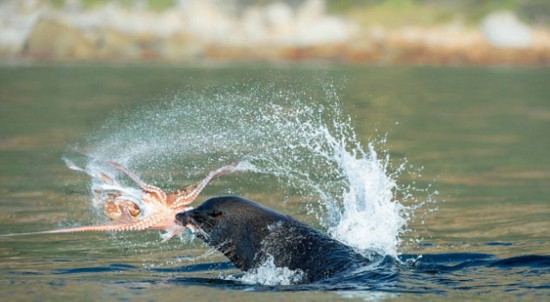  谢菲尔德联保级生死战憾负布莱顿海鸥